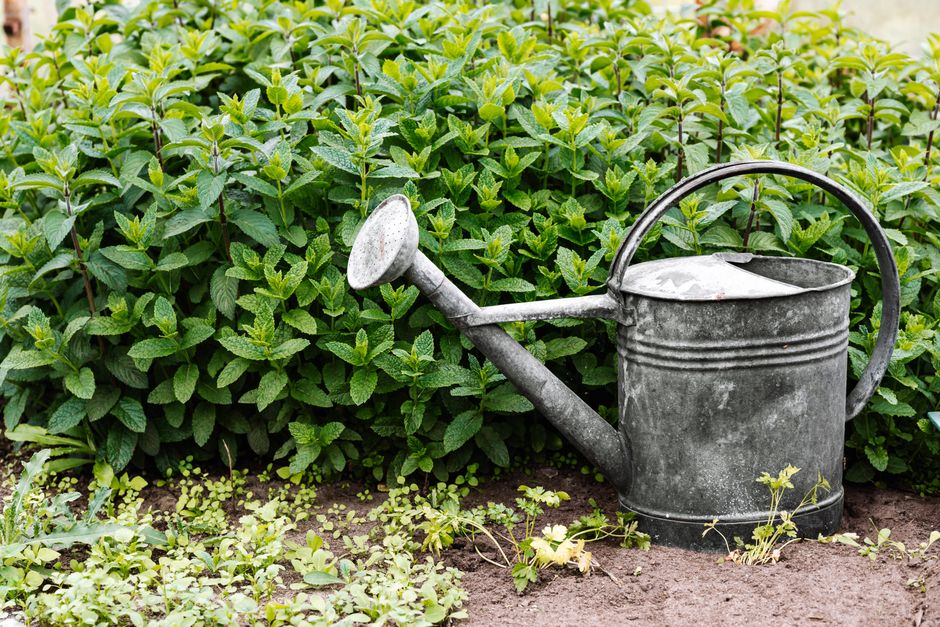 Horganyzott locsolókanna, 8 l